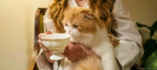 Kombucha for Pets: Safe or Not?